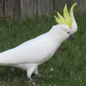 Sulphur-crested Cockatoo
