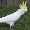 Sulphur-crested Cockatoo