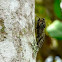 Cicada