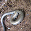 Eslizón tridactilo- Western three-toed skink