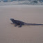 Amblyrhynchus cristatus