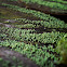 Immature Cup Lichen (?)