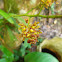Pomatocalpa orchid