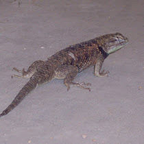 Reptiles of Arizona