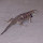 Reptiles of Arizona