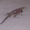 desert spiny lizard