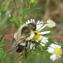 Bumble Bee