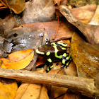 Green and black poison dart frog