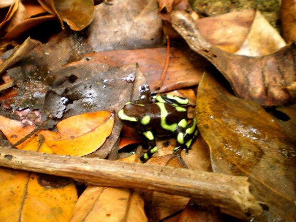 Spotting Image 1