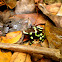 Green and black poison dart frog