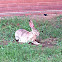 Black-tailed jackrabbit