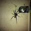 Wolf spider