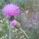 Thistle