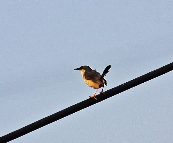 Spotting Image 1
