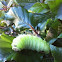 Polyphemus caterpillar
