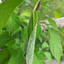 Spicebush Swallowtail Caterpillar