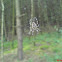 european web spider (2)