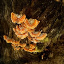 Bracket Fungi