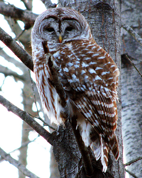 Spotting Image 1