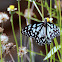 Blue Tiger Butterfly, India