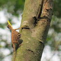 Flying Dragon