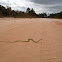 Florida rough green snake