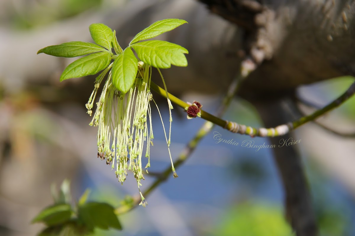 Boxelder