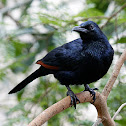 Slender-billed Starling
