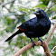 Slender-billed Starling