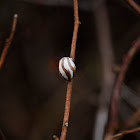 Oriental Moth (egg)