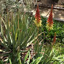 Fybnos Aloe