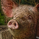 Pig