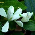 Malaysian Orchid Praying Mantis