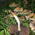 Weeping Widow fungus