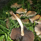 Weeping Widow fungus