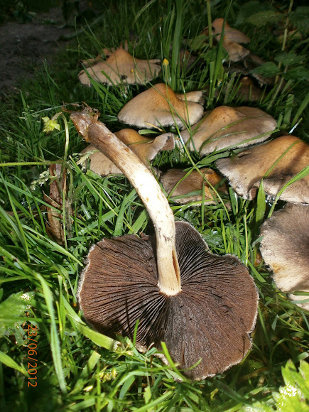 Spotting Image 1