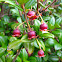 Murta / Chilean Guava