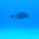 Midnight Parrotfish