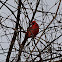 Northern cardinal