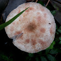 lepiota mushroom