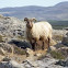 Icelandic sheep