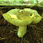 Bitter bolete