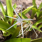 spider lily