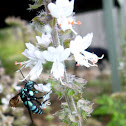 Neon Cuckoo Bee