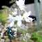 Neon Cuckoo Bee