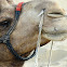 Camel