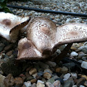 Parasol