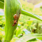 ant queen