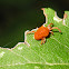 Velvet mite