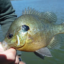 Bluegill